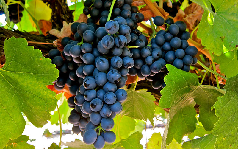Syrah grapes on the vine.
