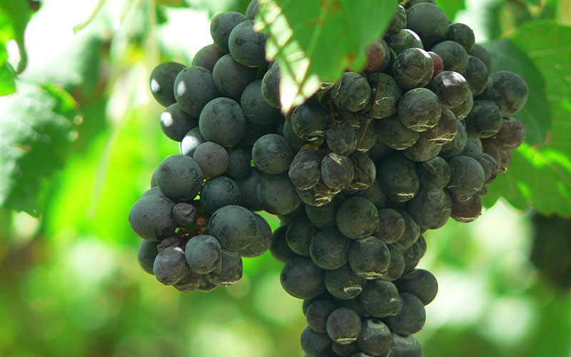 Syrah grapes are also called Shiraz in some regions.