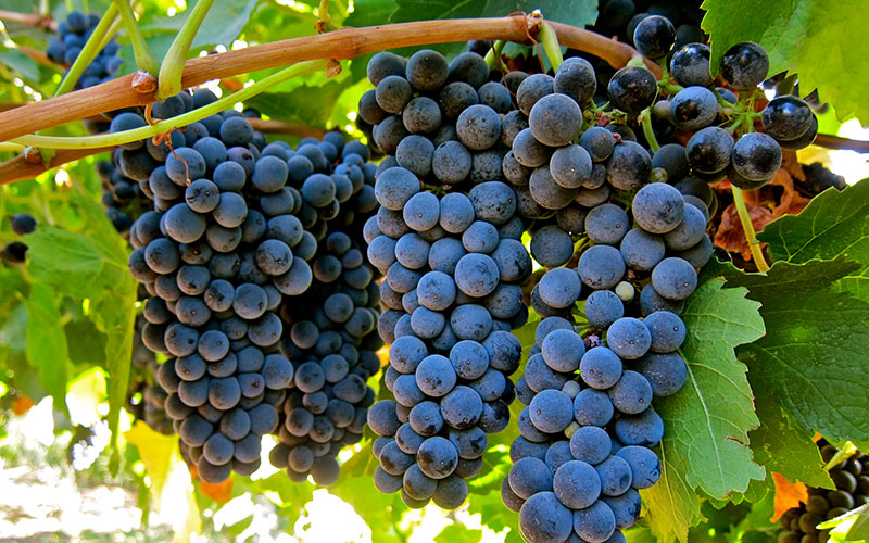 Petite Sirah grapes are also called Durif grapes in some regions.