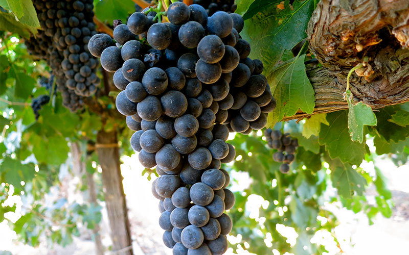 Petite Sirah grapes (pictured) are a different type of grape than Syrah grapes.