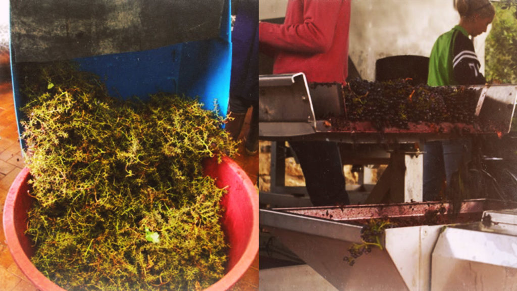 How Wine is Made A Crash Course Conclusion Wines